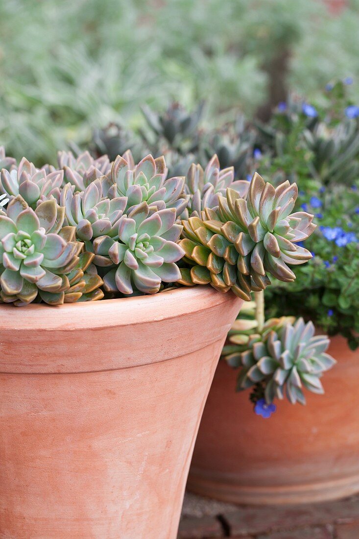 Potted succulents