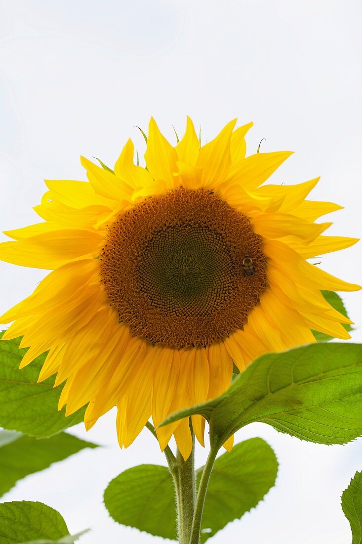 Eine blühende Sonnenblume mit Biene vor weißem Hintergrund