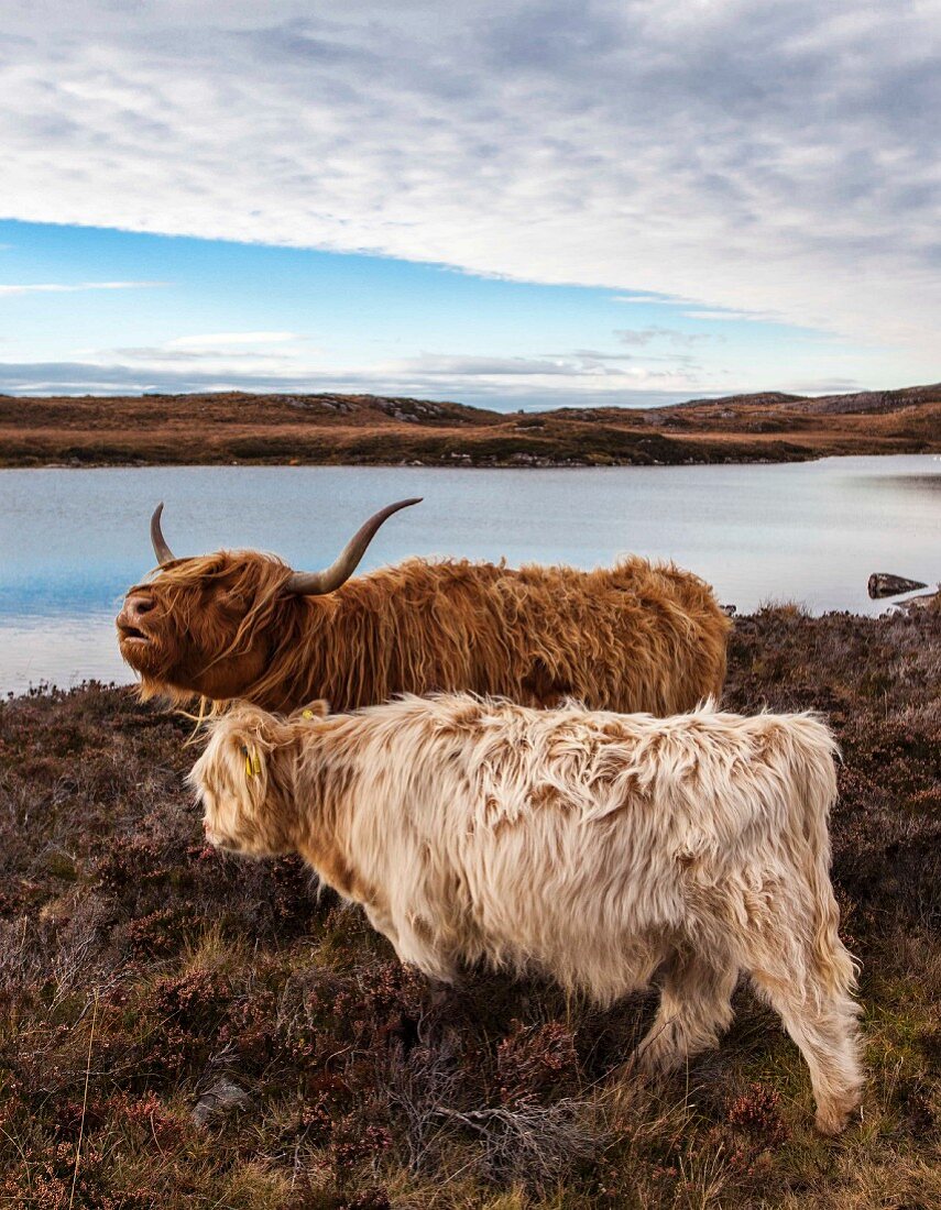 Schottische Hochlandrinder Kiloe in den Highlands, Schottland
