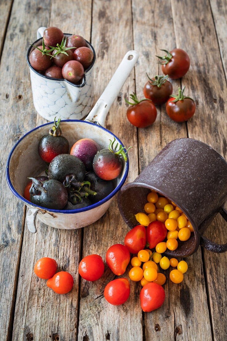 Alte Tomatensorten in Behältern