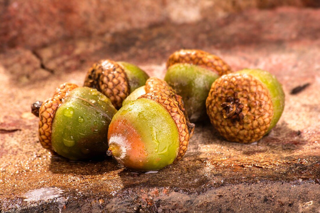 Five acorns on a stone floor