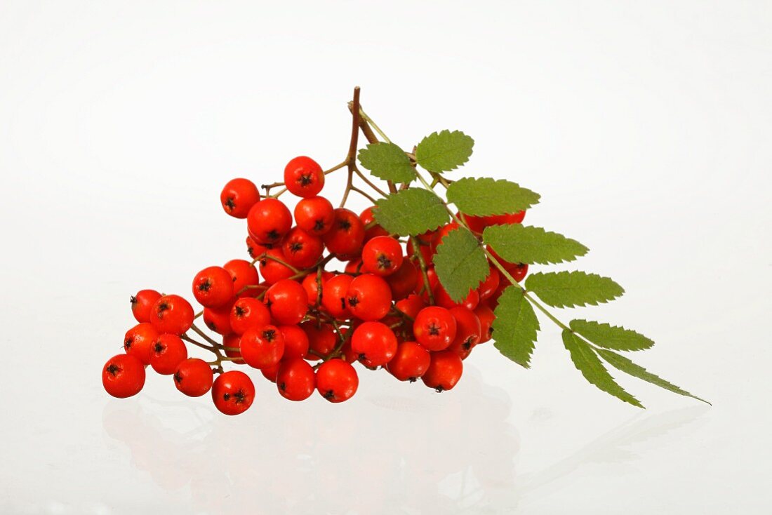 Rowan berries against a white background