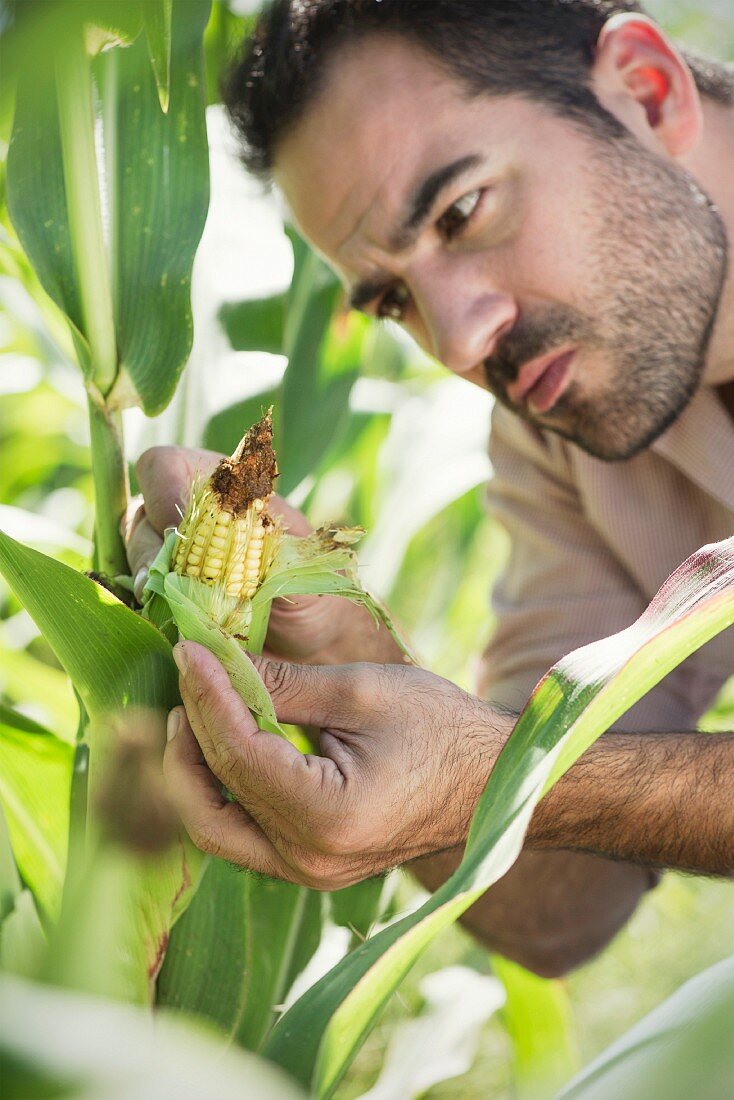 Landwirt überprüft Maiskolben im Feld