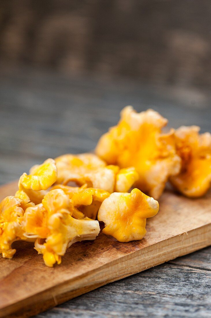 Fresh chanterelles on a wooden board