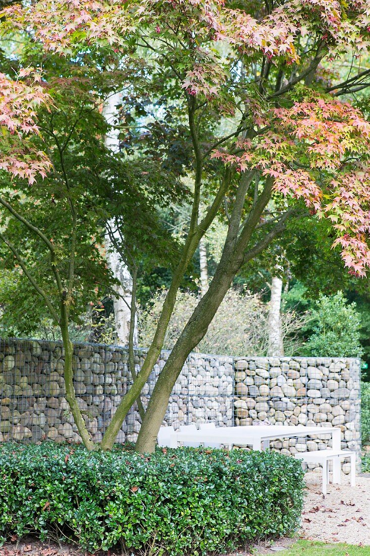Green holly bush around maple tree in front of gabion wall and seating area