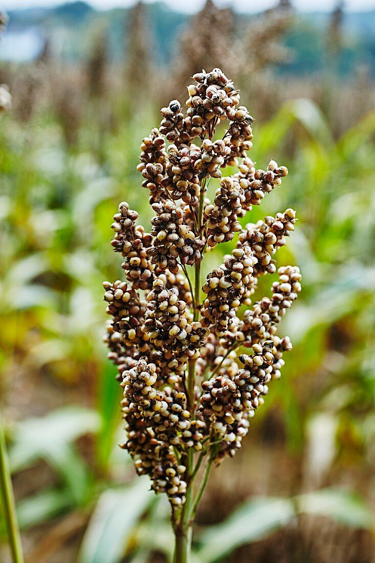 Ripe millet in a field