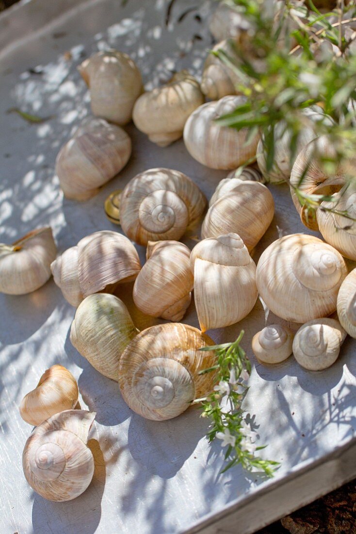 Washed snail shells drying on aluminium tray outside