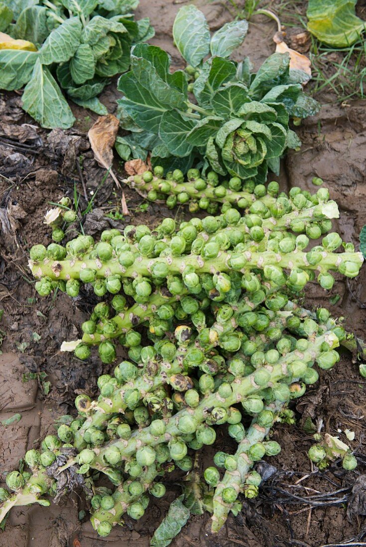 Harvested Brussels sprouts in a field