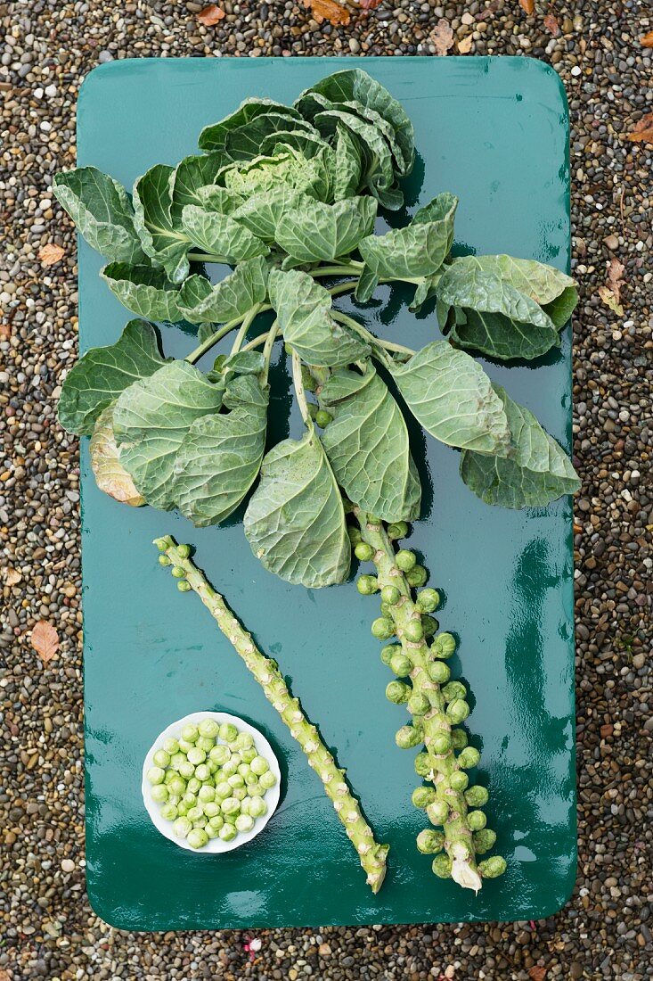 A whole Brussels sprout plant and the sprouts in shape of a palm