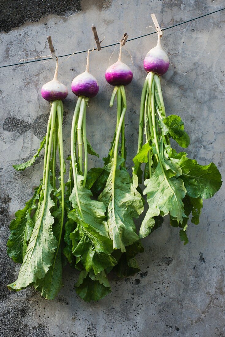 Fresh autumn turnips with leaves