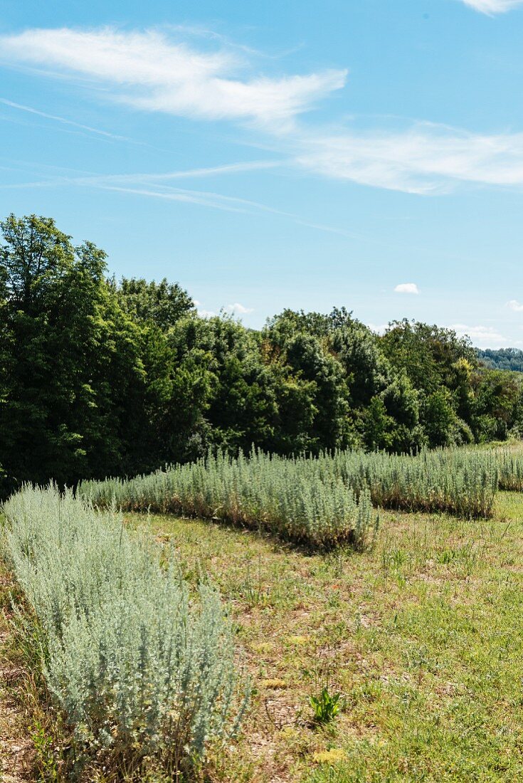 Ein Feld mit Wermutkraut für Pastis-Herstellung in Forcalquier, Frankreich