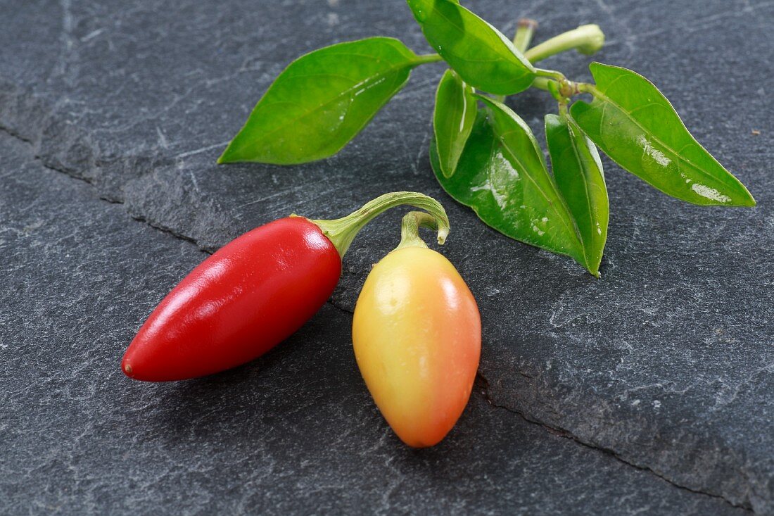 Two fresh chillies from Vietnam