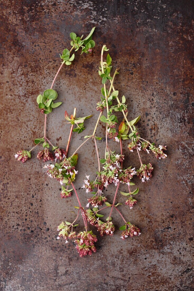 Fresh sprigs of oregano with flowers on a metal surface