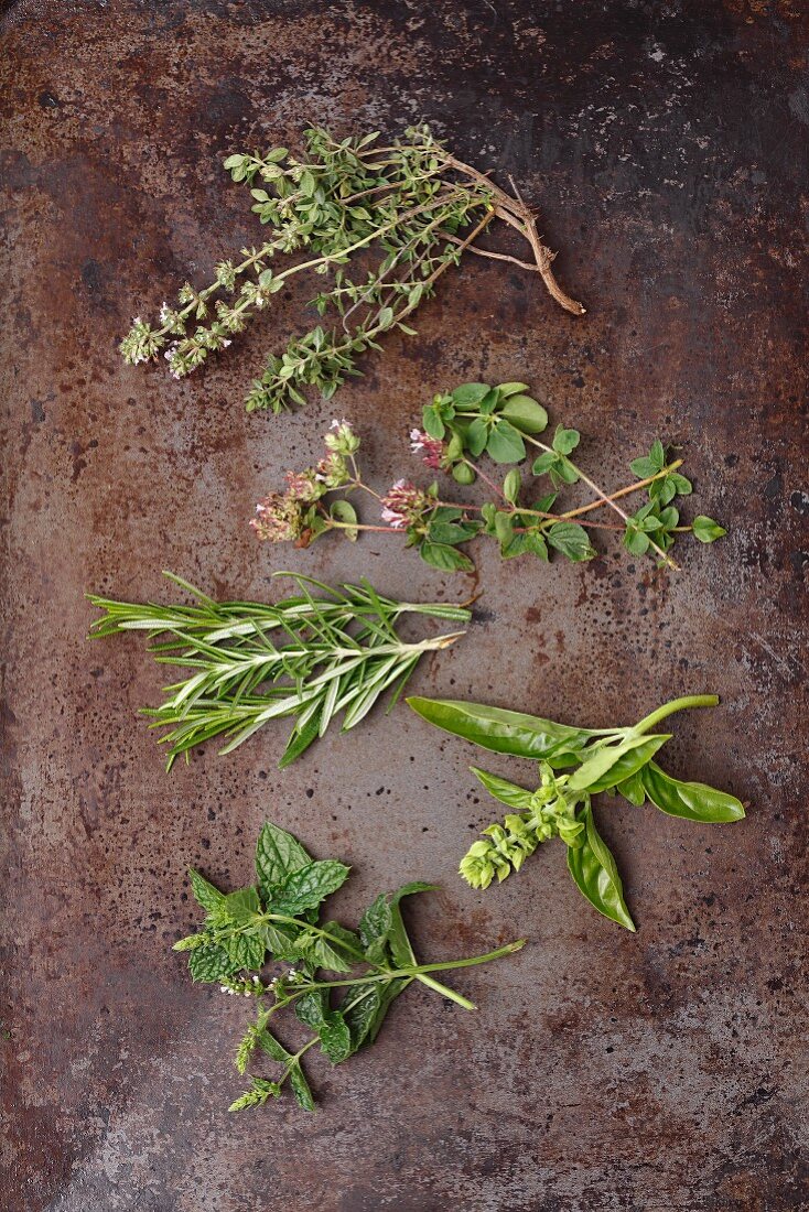 Frische Kräuterzweige: Thymian, Oregano, Rosmarin, Basilikum und Minze