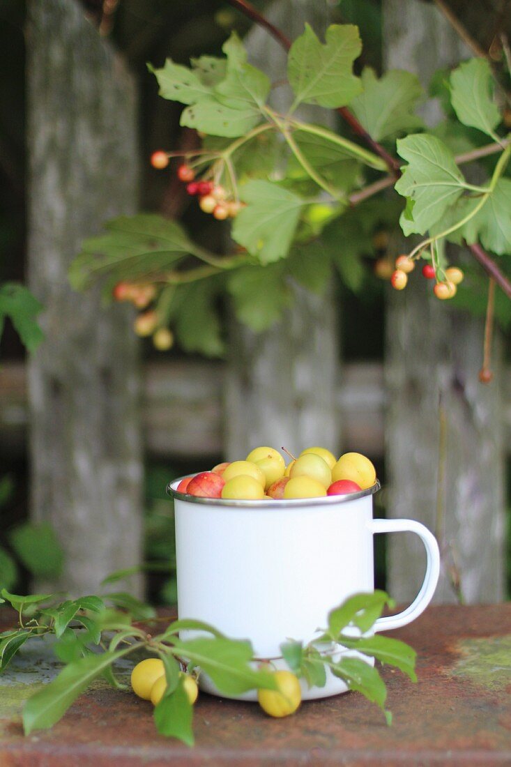 Mirabelle plums in an enamel cup on a garden table