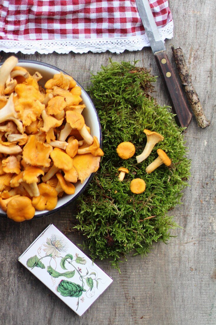 Freah chanterelle mushrooms with moss on a wooden background