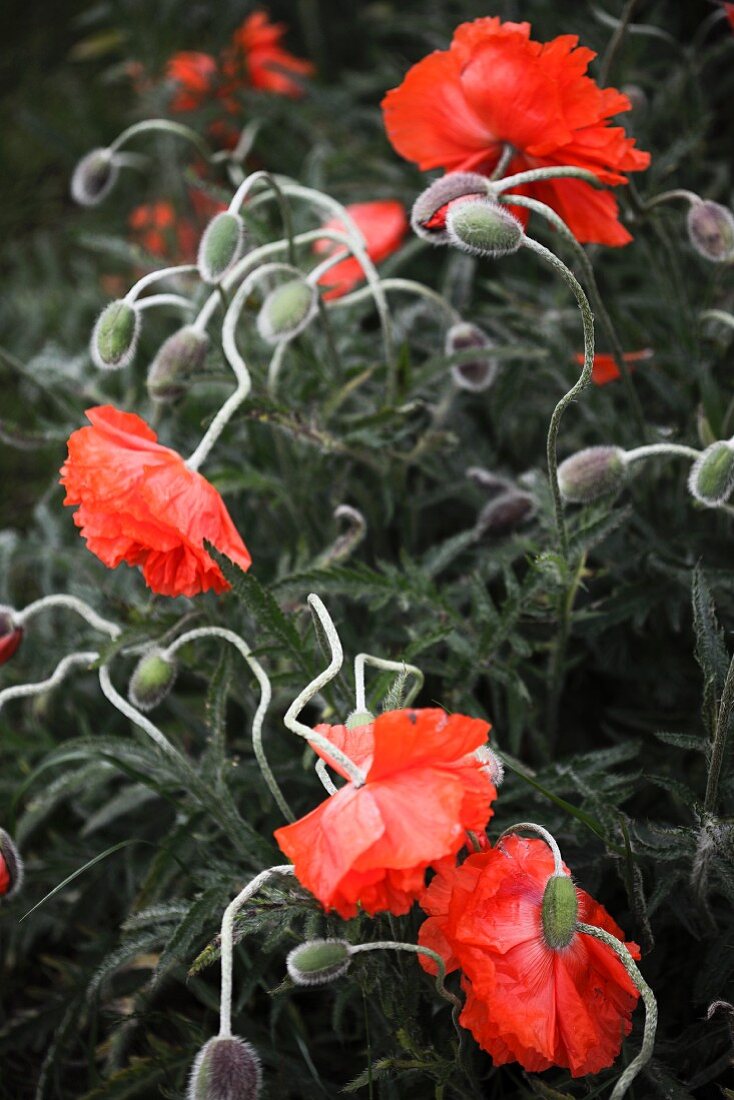 Red poppies