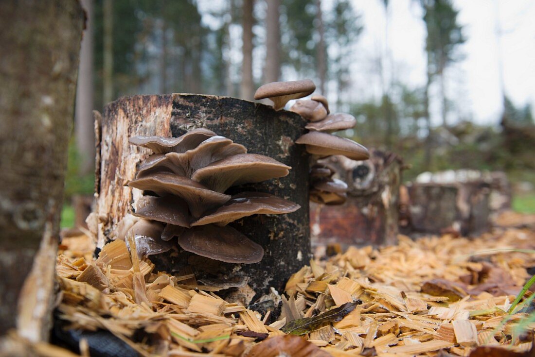 Oyster mushrooms growing on a tree trunk