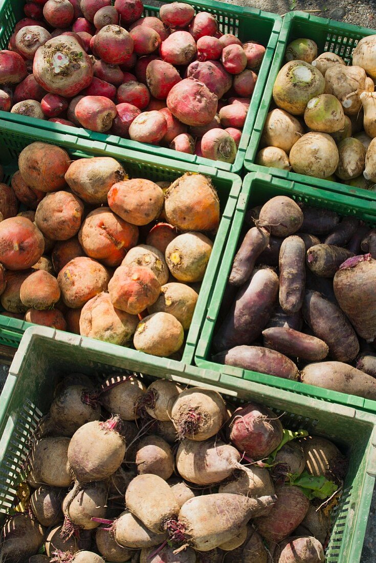 Assorted freshly harvested varieties of beetroot in crates