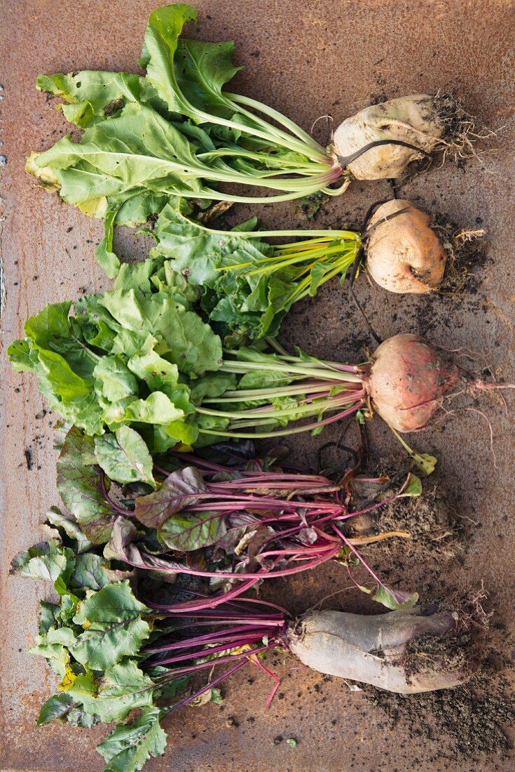 Assorted types of beetroot with leaves (seen from above)