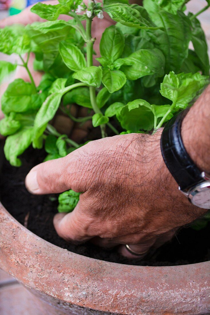 Hands holding basil in a flowerpot