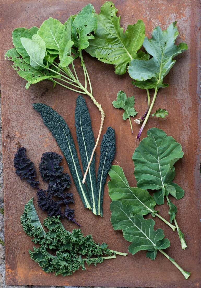 Assorted cabbage leaves: perennial cabbage, sea kale, high red curly-leafed cabbage, lacinato kale, East Frisian kale and leaf and spear kale