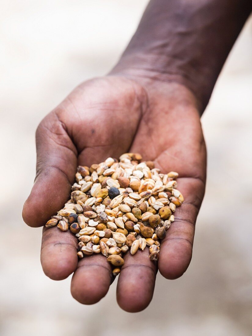 A hand holding a traditional Ethiopian snack: a mix of roasted grains called kolo