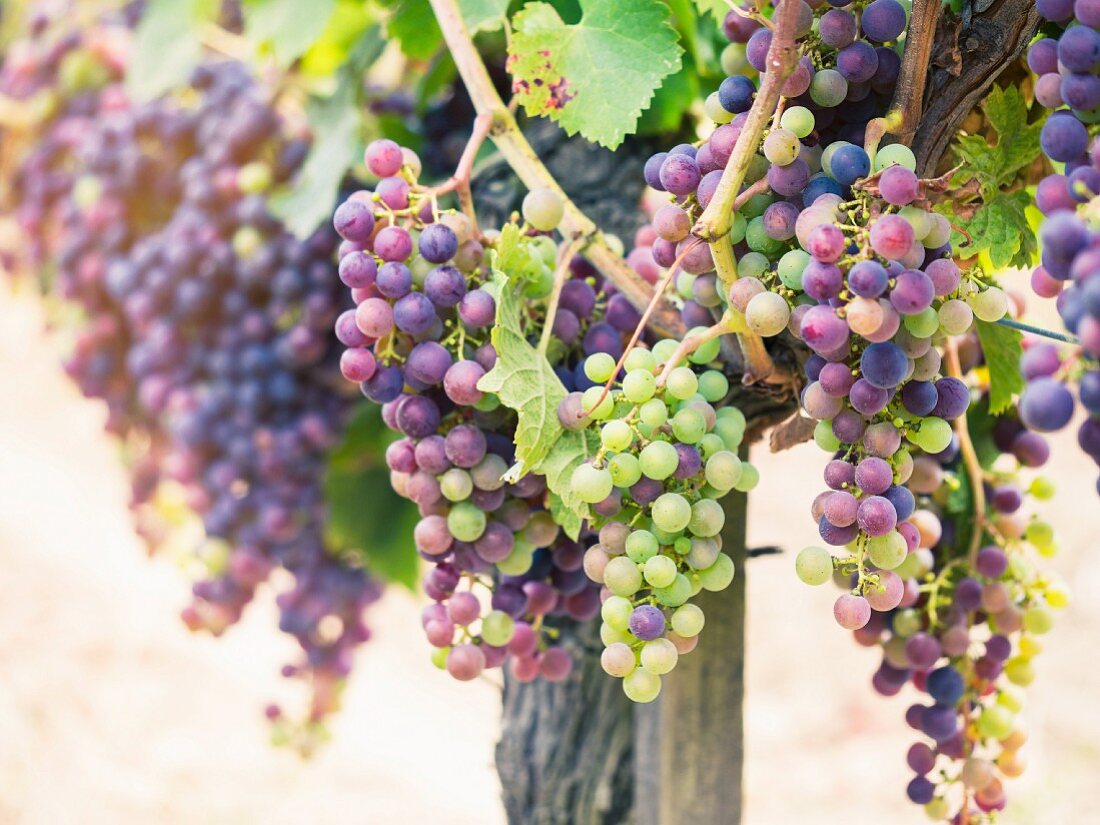 Cabernet Sauvignon grapes in a vineyard in the Bordeaux region of France