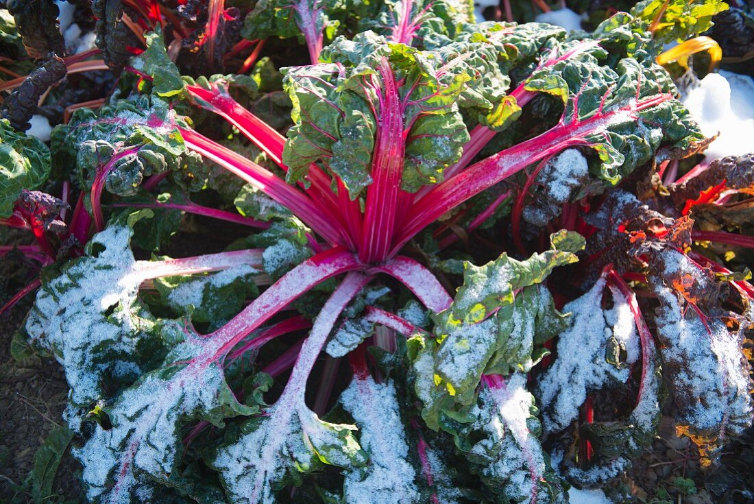 Red chard in the snow after a frosty period
