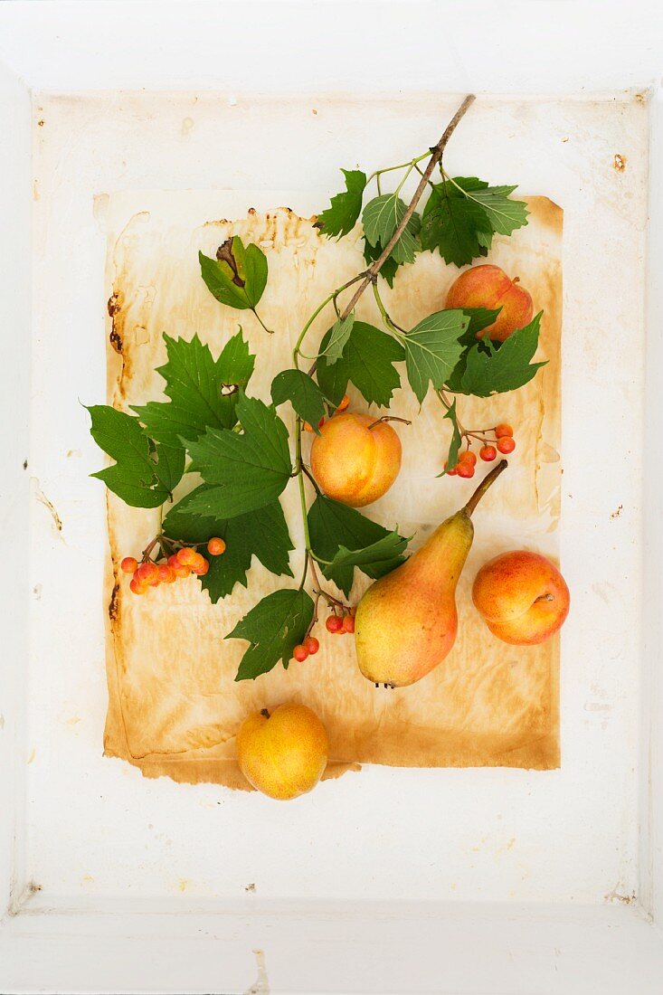 An autumnal arrangement with a pear, plums and a sprig of viburnum with berries on used baking paper