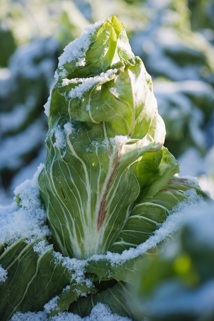 Sugarloaf chicory after frost and snow