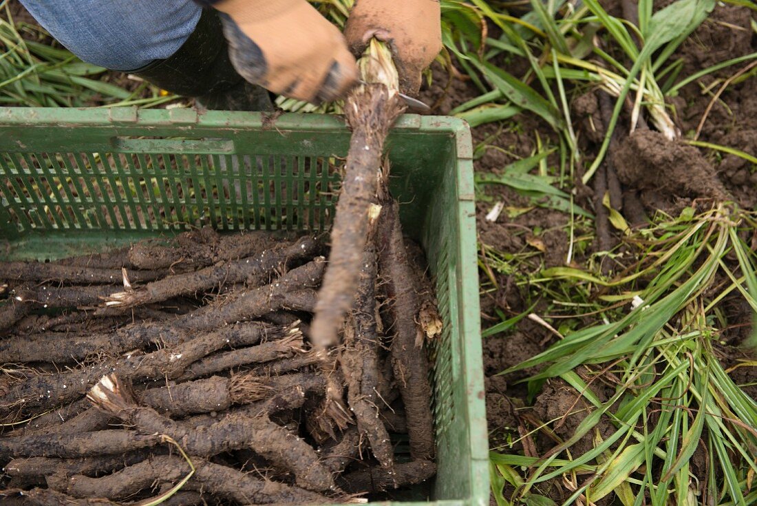 Black salsify being harvested