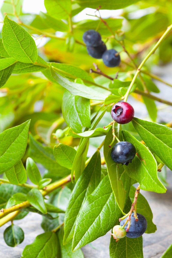 Blueberries on branch