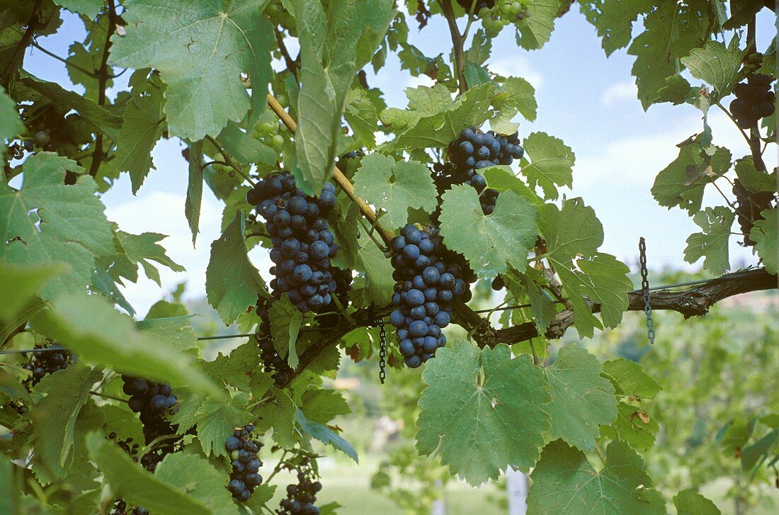 Grapes of variety Blauer Wildbacher, St. Stephan, Styria