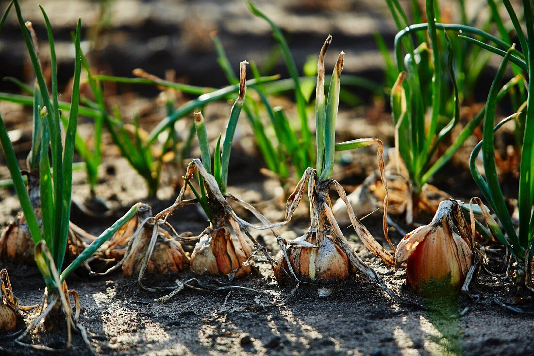 Onions in a field