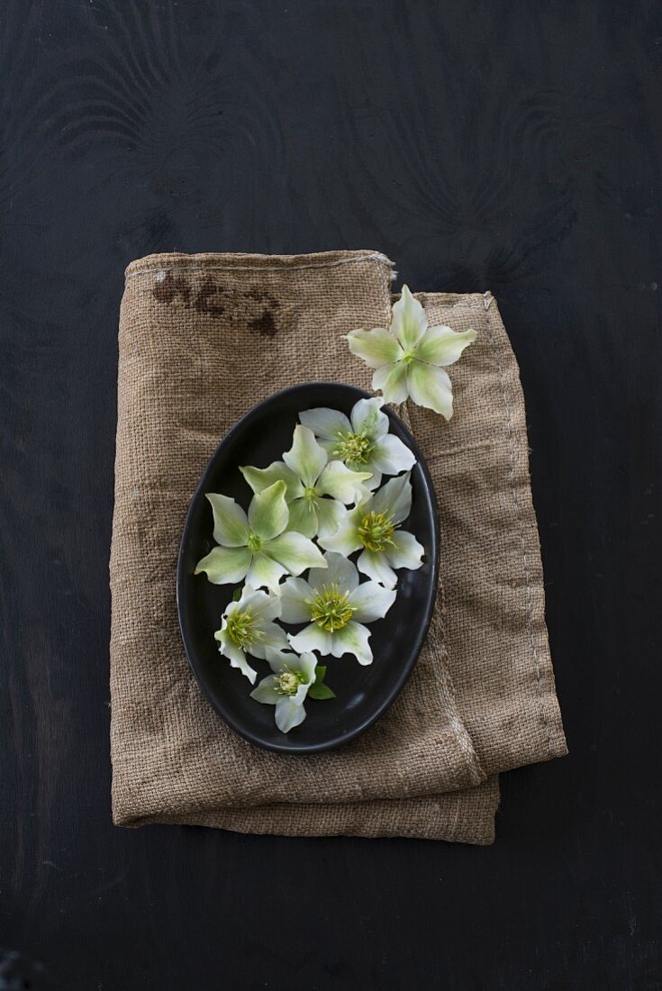 White hellebores on black tray and hessian
