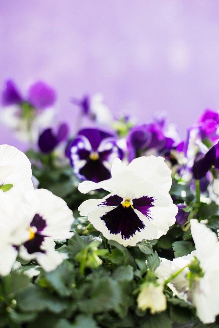 Purple and white violas against lilac background