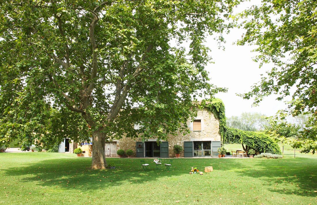 Mature tree surrounded by lawns in front of stone country house