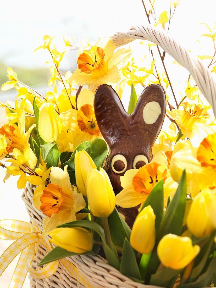 Yellow tulips, narcissus and chocolate Easter bunny in basket