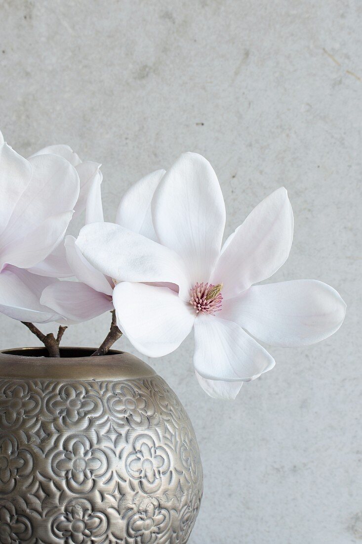 Delicate magnolia flowers in metal vase
