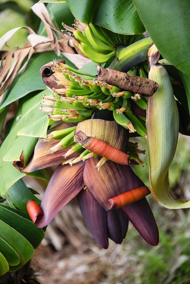 Bunch of bananas on the plant