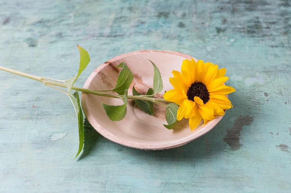 Essbare Sonnenblumenblüte auf Teller