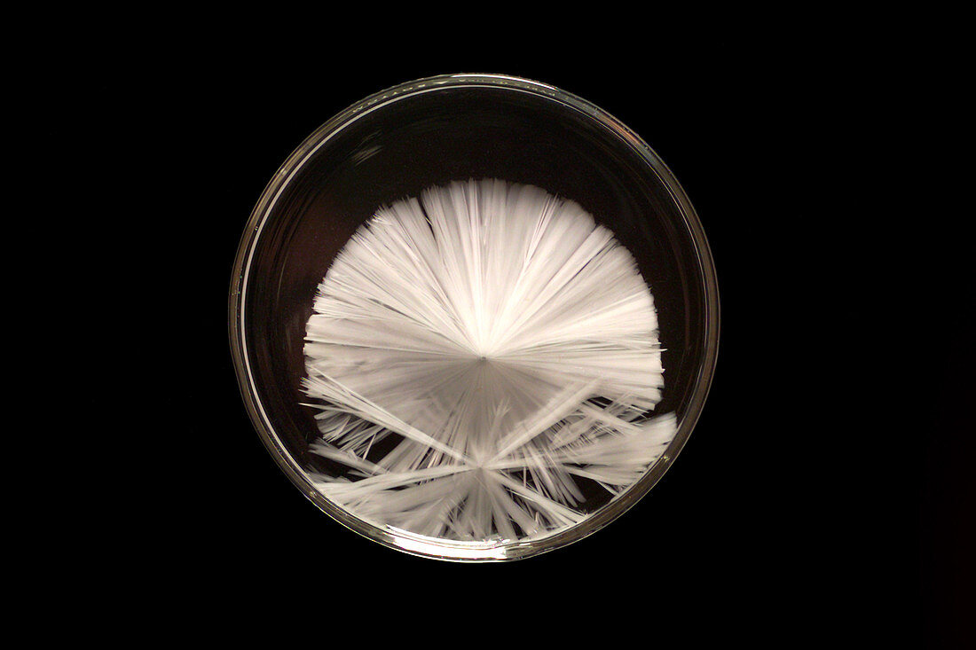Sodium Acetate Crystallizing (4 of 4)