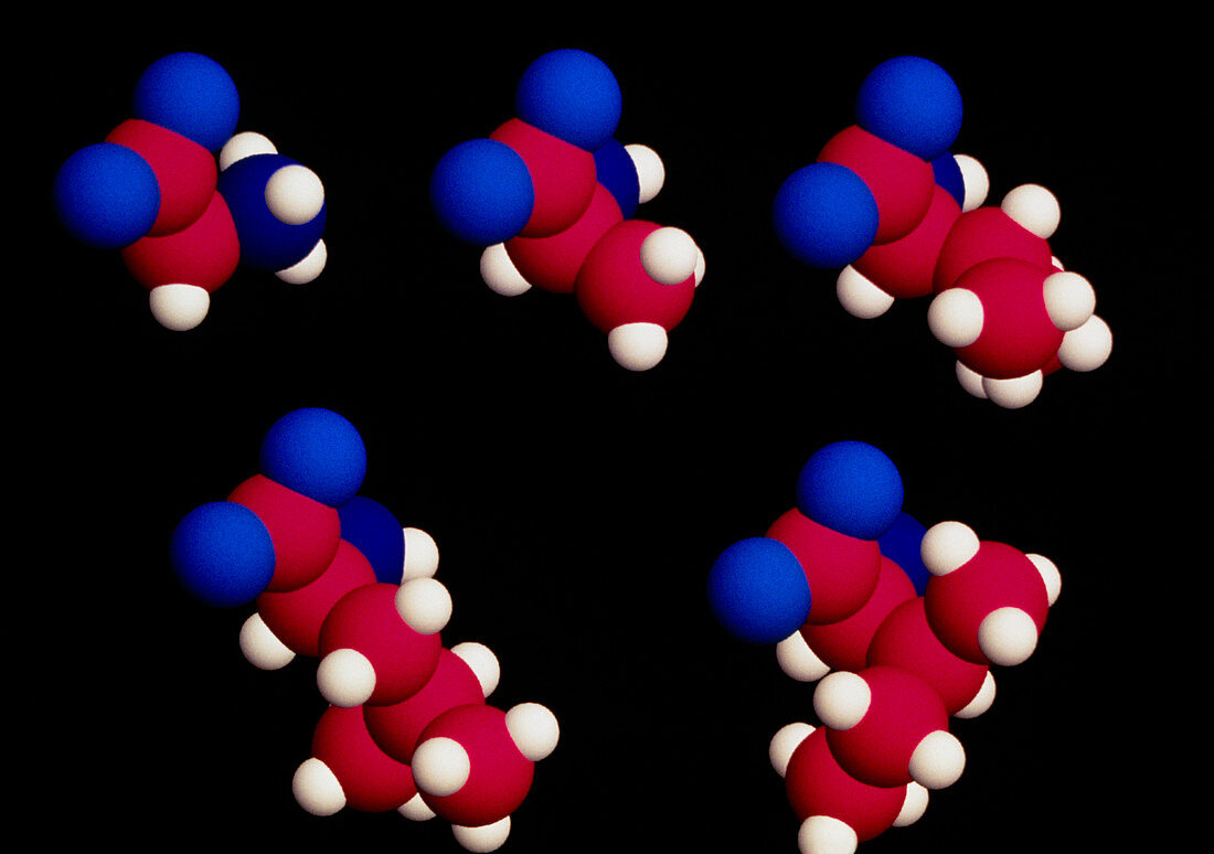 Five different amino acid molecules