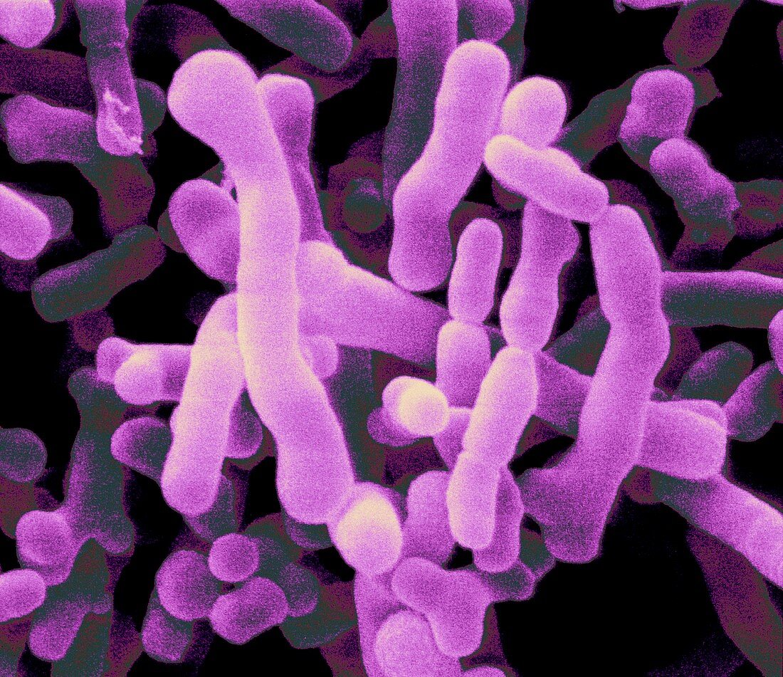 Bifidobacterium pullorum