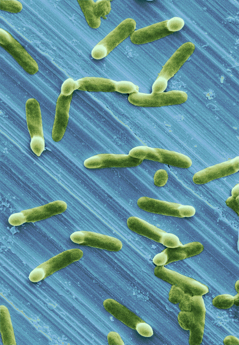 Bacteria sporulating