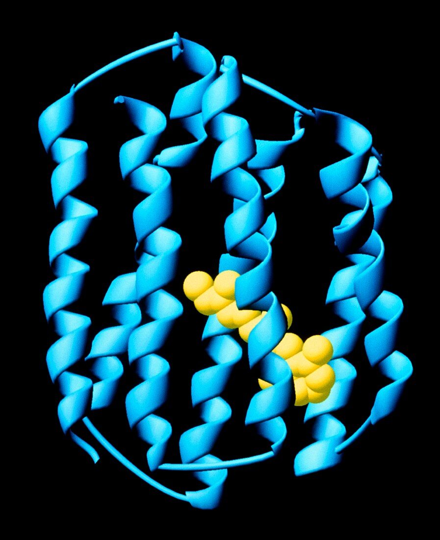 Rhodopsin light-sensitive protein