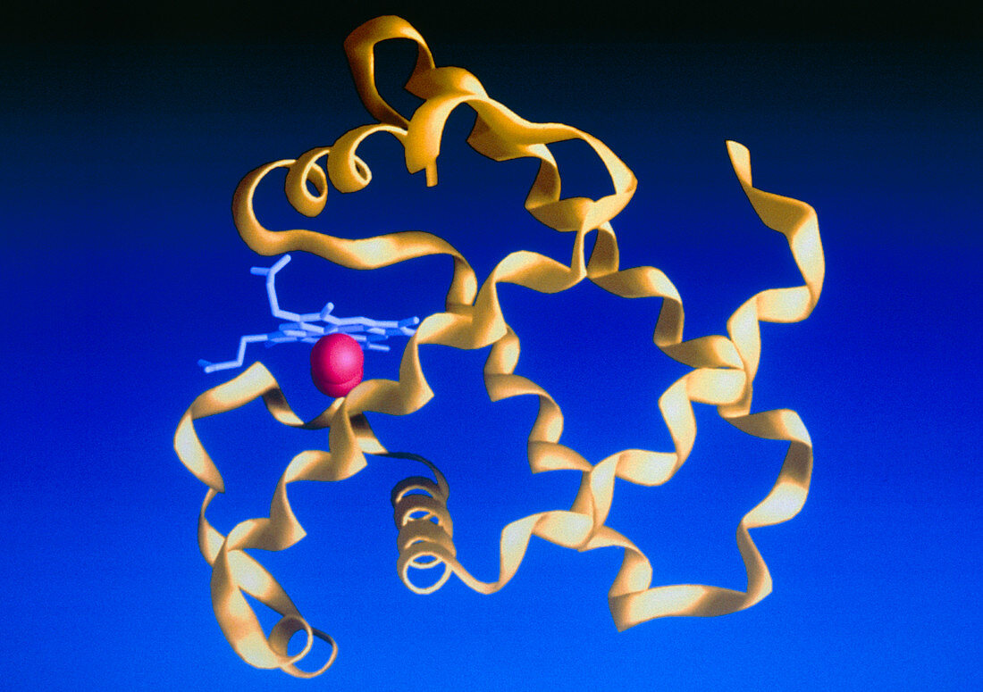 Haem group in myoglobin protein molecule