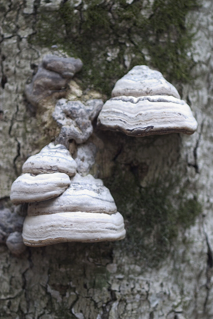Tinder Fungus