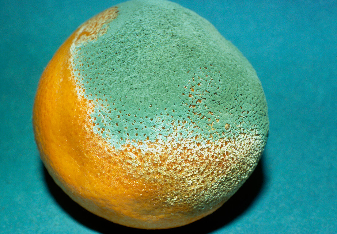 Penicillin fungus growing on an orange